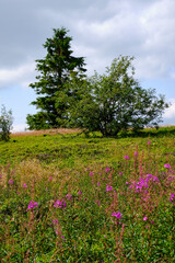 Fototapeta premium Die Wasserkuppe, der höchste Berg der Rhön im Herbst, Biosphärenreservat Rhön, Hessen, Deutschland