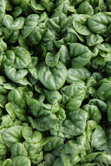 Fototapeta na wymiar Spinach beds. Green spinach leaves close up. Healthy food. Agriculture. Without people. Many leaves. Vertical photo. Top view.