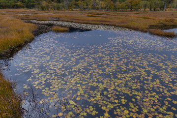 秋の尾瀬ヶ原の池塘