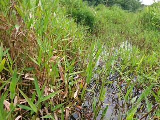 Sri Lankan Green Grass with Nature Background