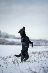 Labrador retriever dog jumping