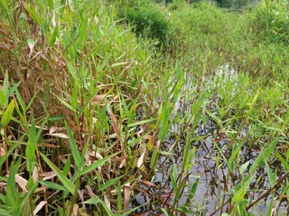 Sri Lankan Green Grass with Nature Background