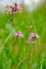 Prachtnelke, Dianthus superbus