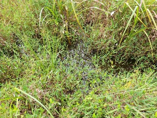 Sri Lankan Green Grass with Nature Background