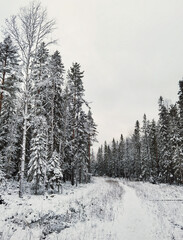 Snowy fir trees by the snowy white forest on cloudy day after snowfall. Road through the winter forest.