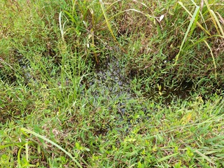 Sri Lankan Green Grass with Nature Background