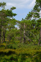 Fototapeta premium Landschaft im Naturschutzgebiet Schwarzes Moor, Biosphärenreservat Rhön, Unterfranken, Franken, Bayern, Deutschland