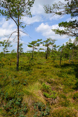 Landschaft im Naturschutzgebiet Schwarzes Moor, Biosphärenreservat Rhön, Unterfranken, Franken, Bayern, Deutschland