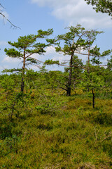 Landschaft im Naturschutzgebiet Schwarzes Moor, Biosphärenreservat Rhön, Unterfranken, Franken, Bayern, Deutschland
