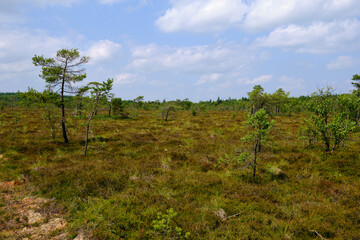 Landschaft im Naturschutzgebiet Schwarzes Moor, Biosph&auml;renreservat Rh&ouml;n, Unterfranken, Franken, Bayern, Deutschland