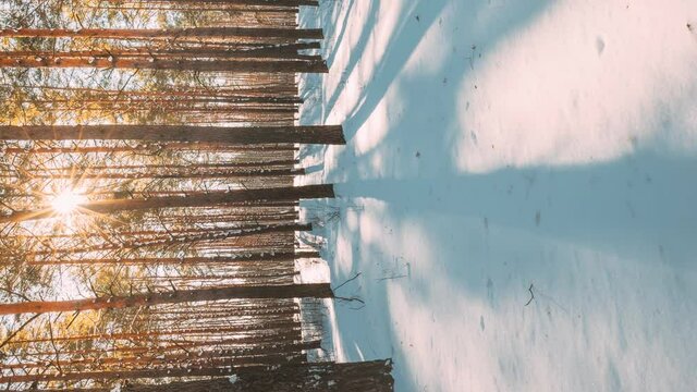 Vertical shot 4K Beautiful Blue Shadows From Pines Trees In Motion On Winter Snowy Ground. Sunshine In Forest. Sunset Sunlight Shining Through Pine Greenwoods Woods Landscape. Snow Nature Time-Lapse