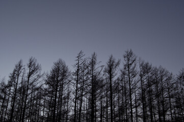薄暗い空を背景にした針葉樹のシルエット。