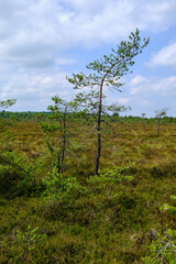 Landschaft im Naturschutzgebiet Schwarzes Moor, Biosphärenreservat Rhön, Unterfranken, Franken, Bayern, Deutschland