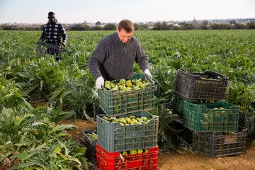 Man horticulturist holding crate with harvest of artichokes during harvesting in garden