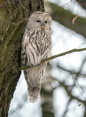 A long-tailed owl sits on a tree in winter