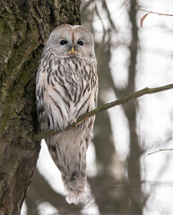 A long-tailed owl sits on a tree in winter
