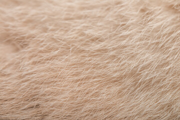 Background texture of fur of a cat of beige color macro shot