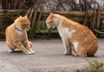 Two ginger cats fighting on the street