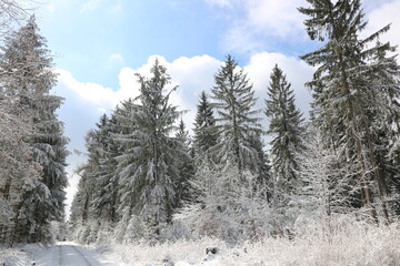 Traumhafte Landschaft im Wald mit Schnee und Waldweg