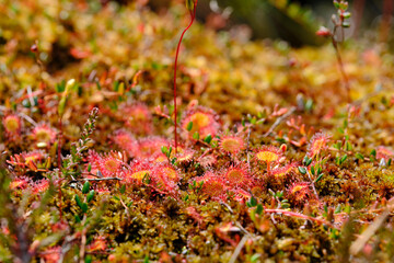 Sonnentau, Rundblättrige Sonnentau Drosera rotundifolia