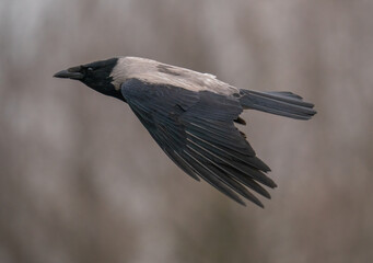 The gray black crow flies by