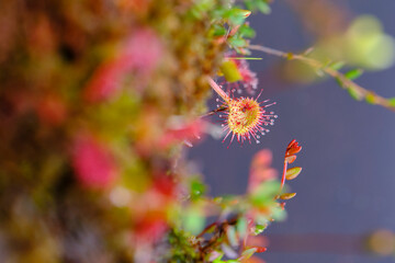 Sonnentau, Rundblättrige Sonnentau Drosera rotundifolia
