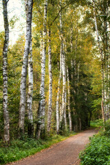 White birch trees with yellow leaves in a row along a hiking path in the Palatinate forest of Germany on a fall day.