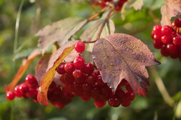 Clusters of bright red berries growing in the Palatinate Forest on a fall day in Germany.