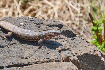 giant plated lizard sun bathing on a rock