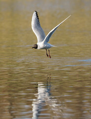 bird seagull flies on the water over the lake