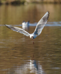 bird seagull flies on the water over the lake