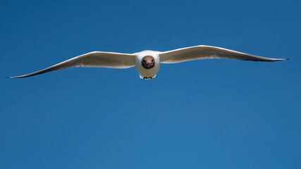 bird seagull flies beautifully through the air