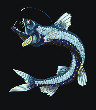 Drawing sloone viperfish, deep seafish, art.illustration, vector
