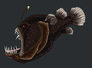 drawing humback anglerfish, deep seafish, art.illustration, vector