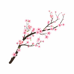 Watercolor cherry bud. Cherry blossom tree branch with sakura flower. Watercolor cherry blossom. Cherry blossom flower blooming vector. Pink sakura flower background. Sakura on white background.