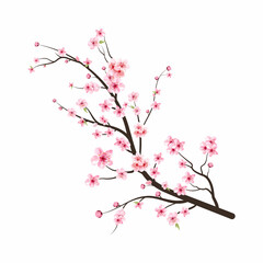 Obraz na płótnie Canvas Cherry blossom branch with sakura flower. Watercolor cherry blossom vector. Cherry blossom flower blooming vector. Sakura on white background. Watercolor cherry bud. Pink sakura flower background.