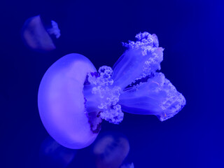 jellyfish in blue water