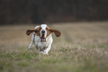 funny basset dog running