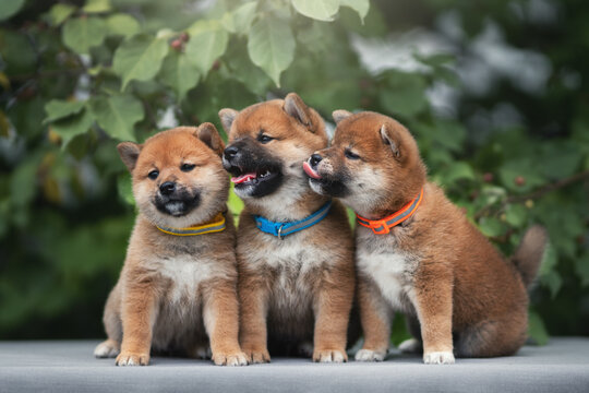 Shiba inu puppies