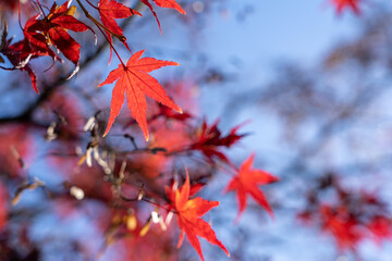 姫路城西御屋敷跡庭園 好古園