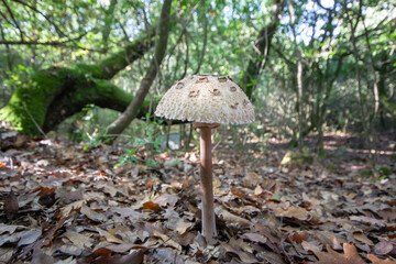 Edible mushroom of Macrolepiota procera (snakes hat or snakes sponge)blooming in the forest, It is found solitary or in groups and fairy rings in pastures and occasionally in woodland. 