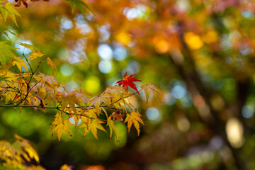 姫路城西御屋敷跡庭園 好古園