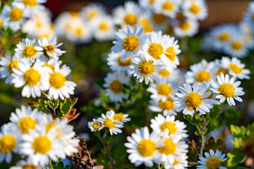 姫路城西御屋敷跡庭園 好古園