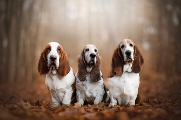 Three bassets Hounds, French hounds with big floppy ears