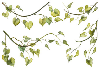 Set oh hand painted watercolor botanical illustrations. Scanned raster botany green hanging ivy leaves on twigs isolated on white background. Collection of realistic plants