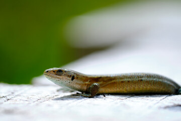 Waldeidechse, Zootoca vivipara, Lacerta vivipara, Bergeidechse, Mooreidechse