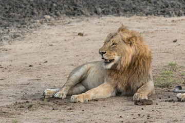 Beautiful male lion laying in the sand, Greater Kruger. 