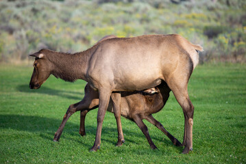 Naklejka na ściany i meble hurd of wild elk in Mammoth, Wyoming