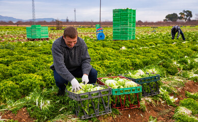 Worker harvests lettuce on peasant farm. High quality photo