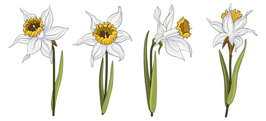Spring daffodils collection. White narcissus with yellow core with black outline on isolated white background.